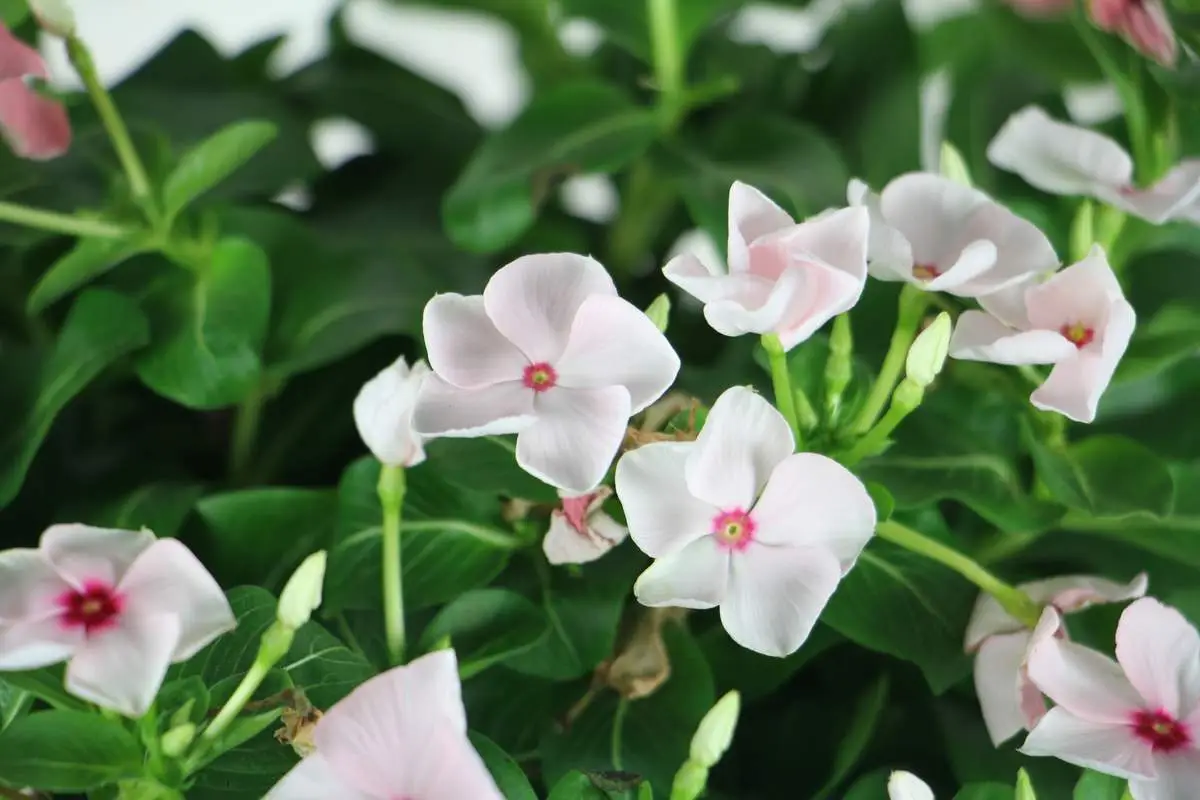 世界上长得最快的植物是什么（4种生长速度很快的植物）