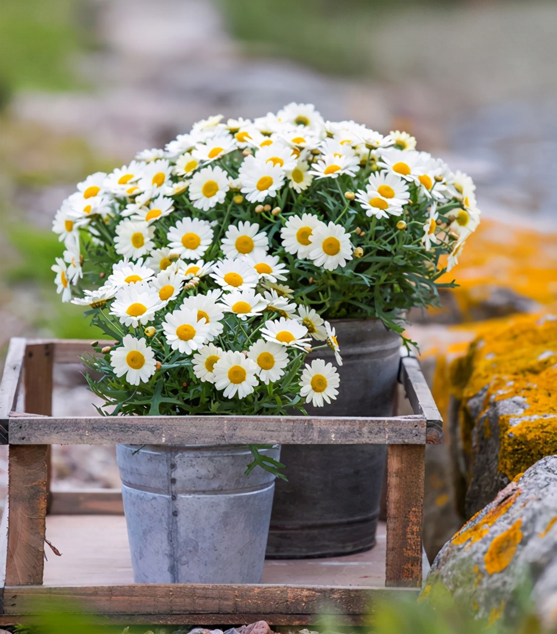 广东玛格丽特菊花怎么养经验分享精心整理