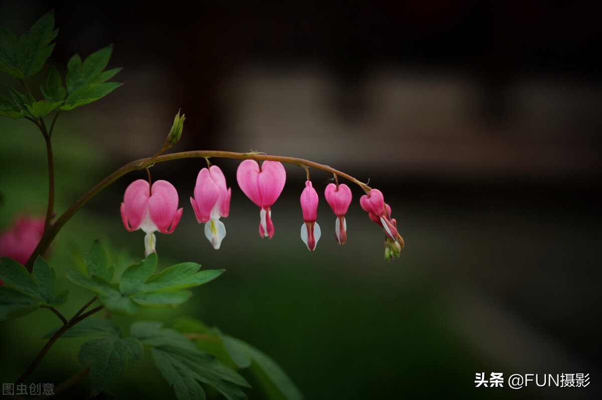 拍的照片不够锐利清晰，试试手动对焦，两招教你拍出高清照片