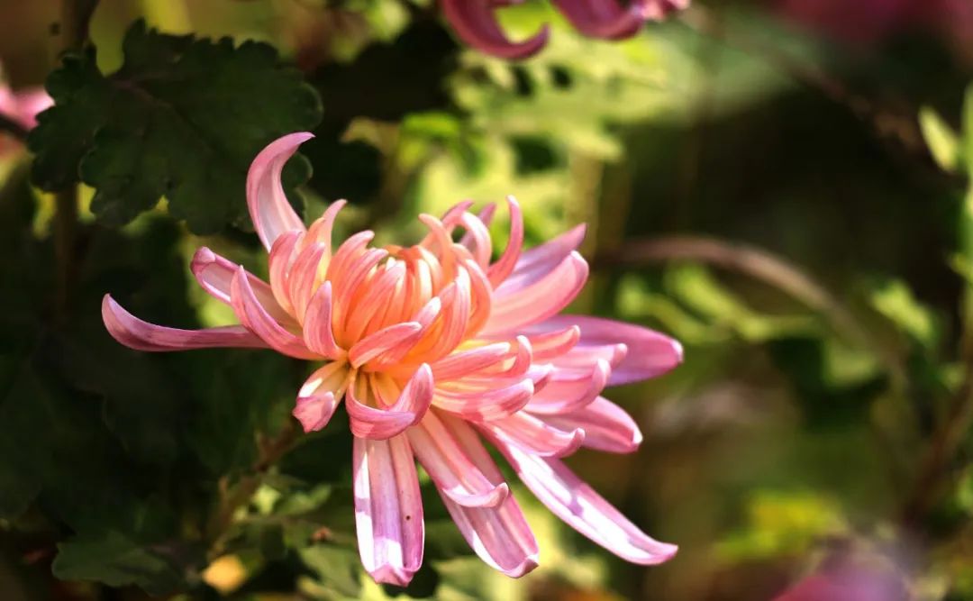 赞美菊花的诗句（10首菊花诗词唯美了整个秋天）