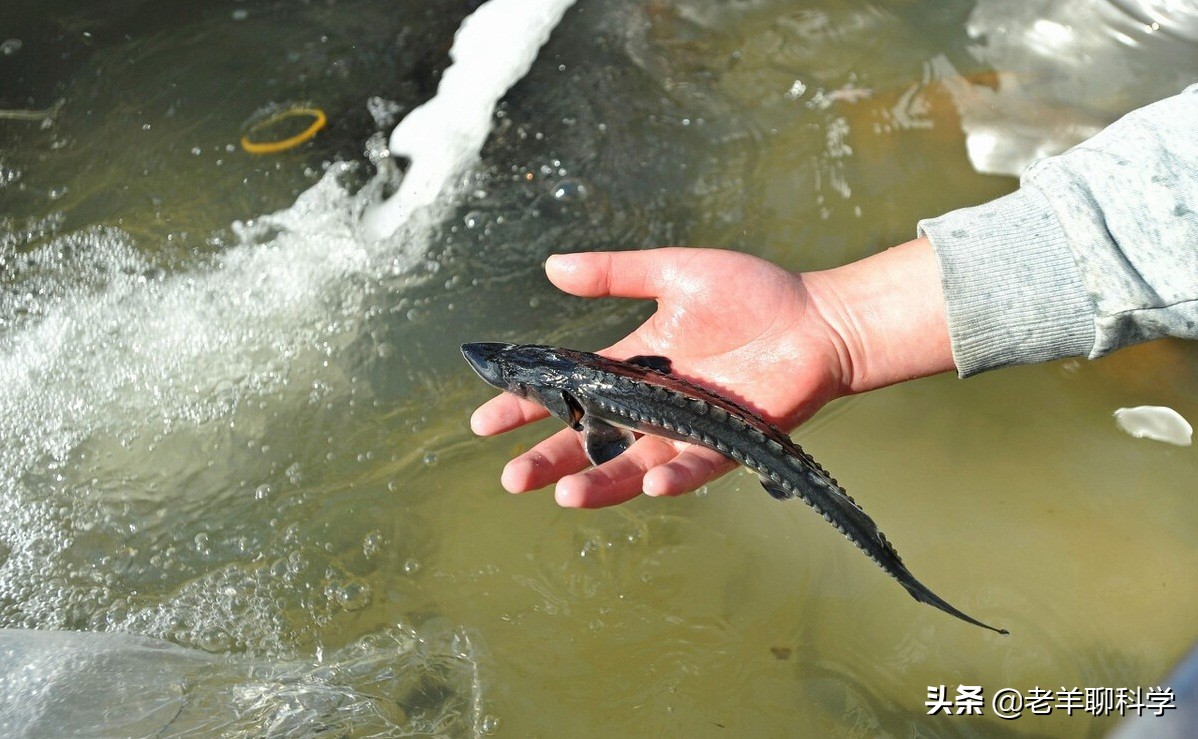 芝麻劍魚多少錢一斤價值50萬