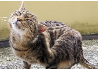 猫咪有这些表现，说明该驱虫了
