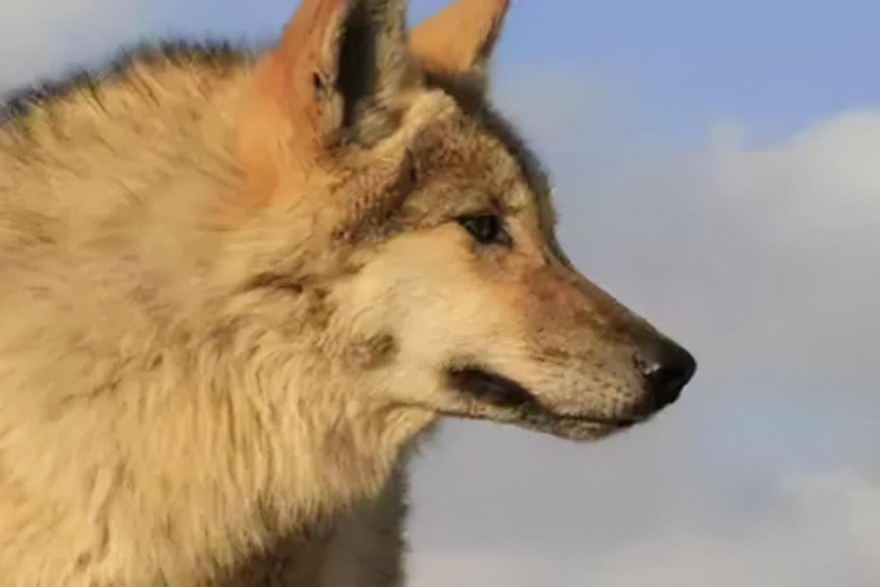 2010年7月,格林回到了故乡若尔盖草原.