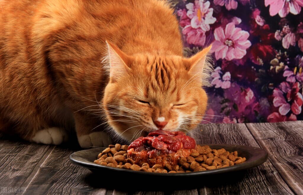 猫吐了白色黏液或泡沫吃什么药（猫吐白沫子的3个原因）