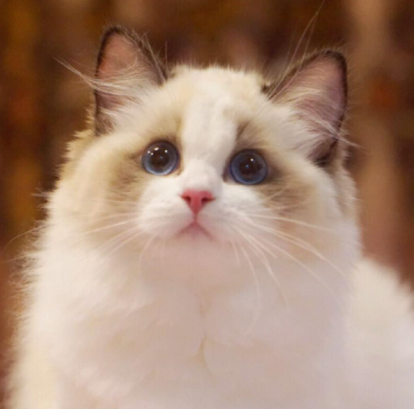 “猫中贵族”布偶猫，多少钱一只？