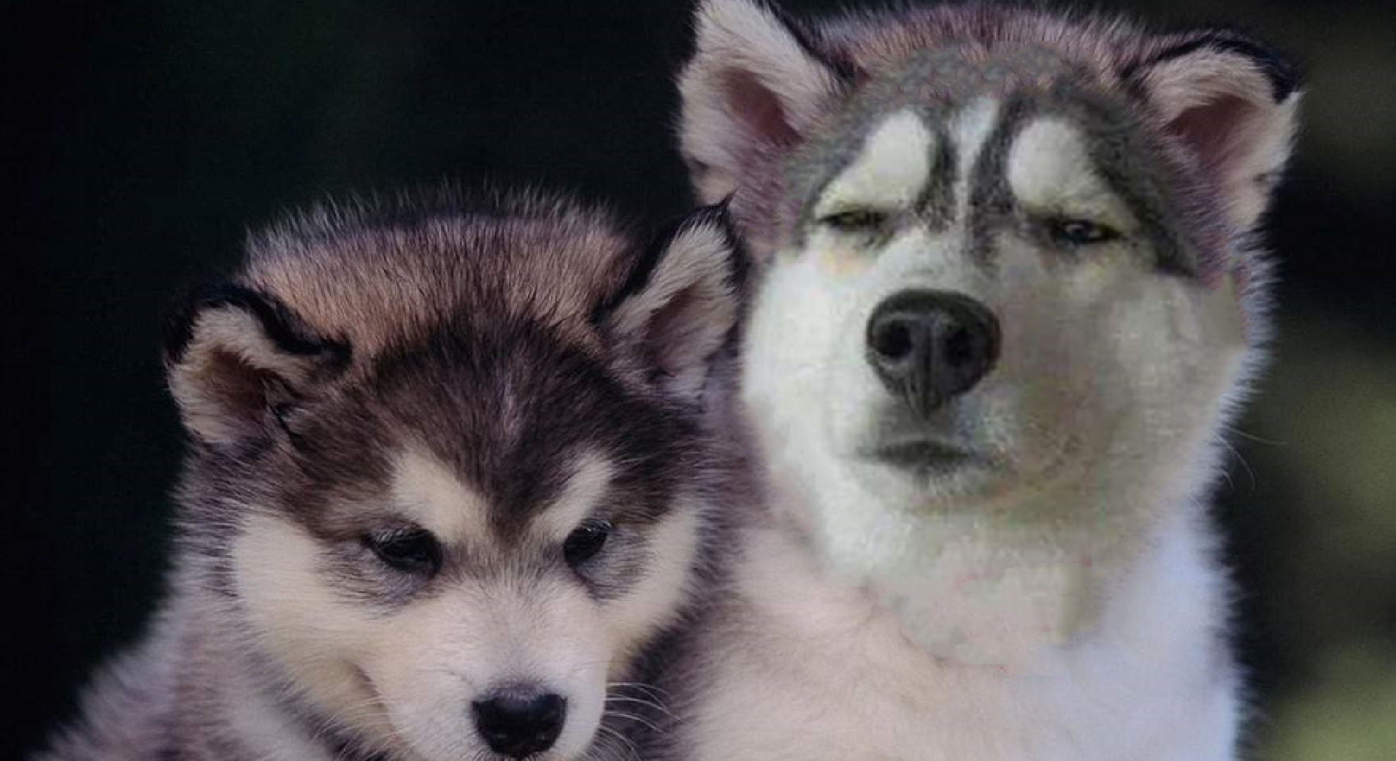 十大最聪明狗狗品种排名：边境牧羊犬、贵宾犬、德国牧羊犬等智商超群的工作犬种
