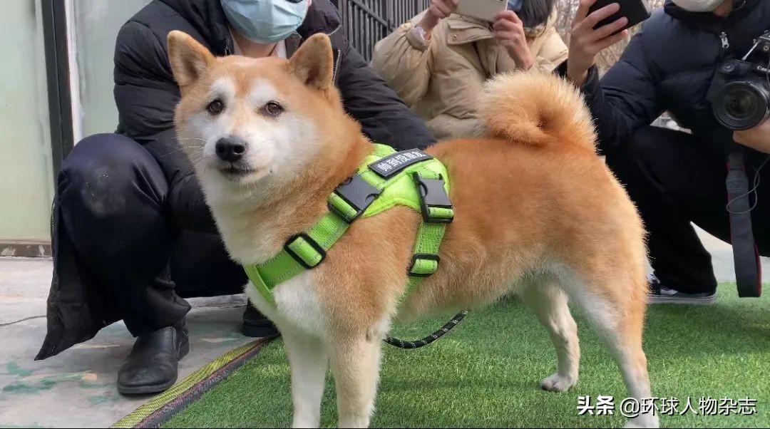 松獅價錢,松獅價格是多少一只