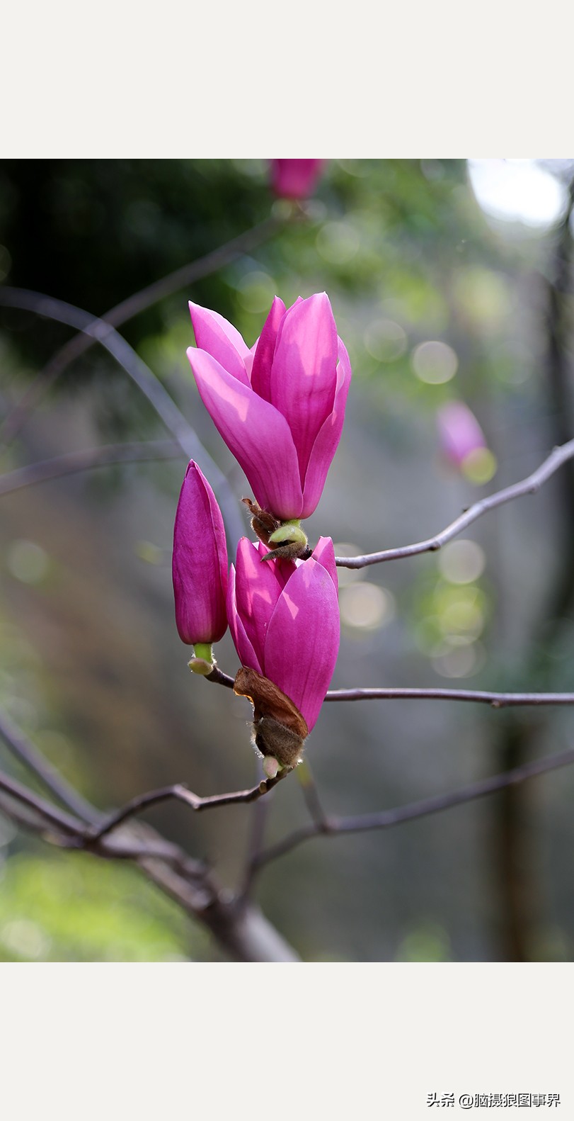 紫玉兰图片紫玉兰图片