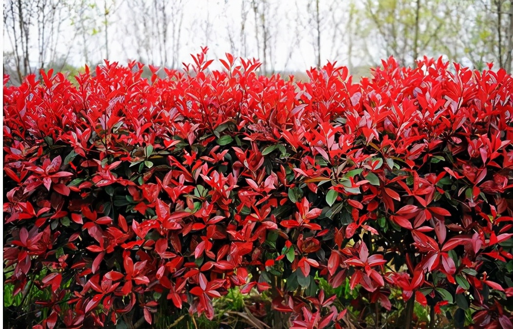 四季火红如炬的植物—红叶石楠植物非试管高效快繁