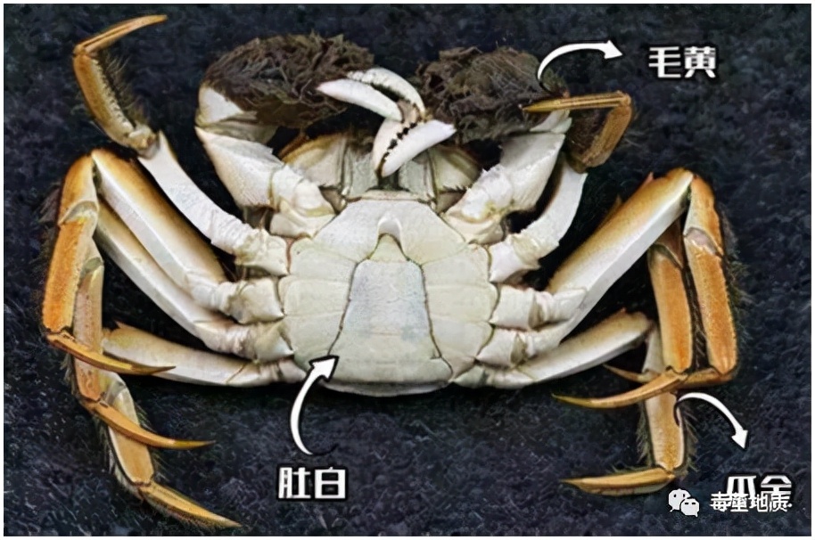 阳澄湖大闸蟹真假难辨地质学家帮你认出洗澡蟹