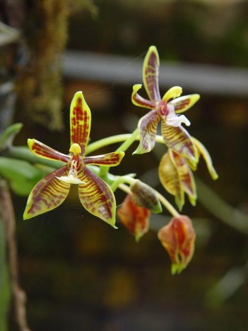 野生兰草花图片大全(兰花图谱) - 赤虎壹号