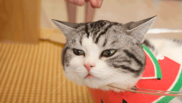 最适合懒人养的猫咪，它们可能比你更懒