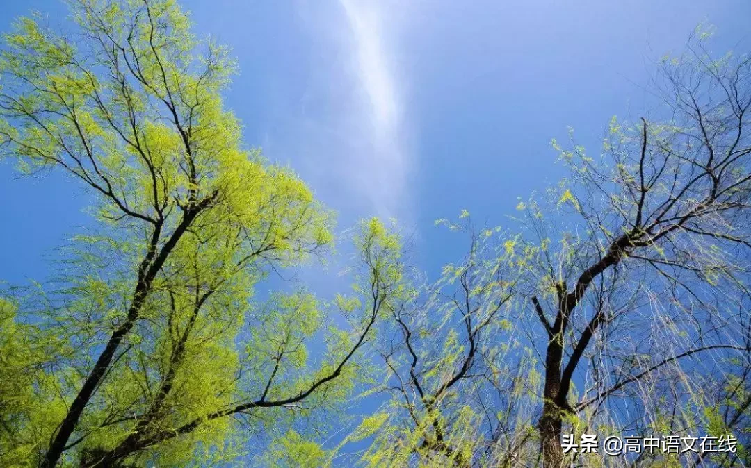 咏柳诗词大全 ‖ 沾衣欲湿杏花雨,吹面不寒杨柳风.