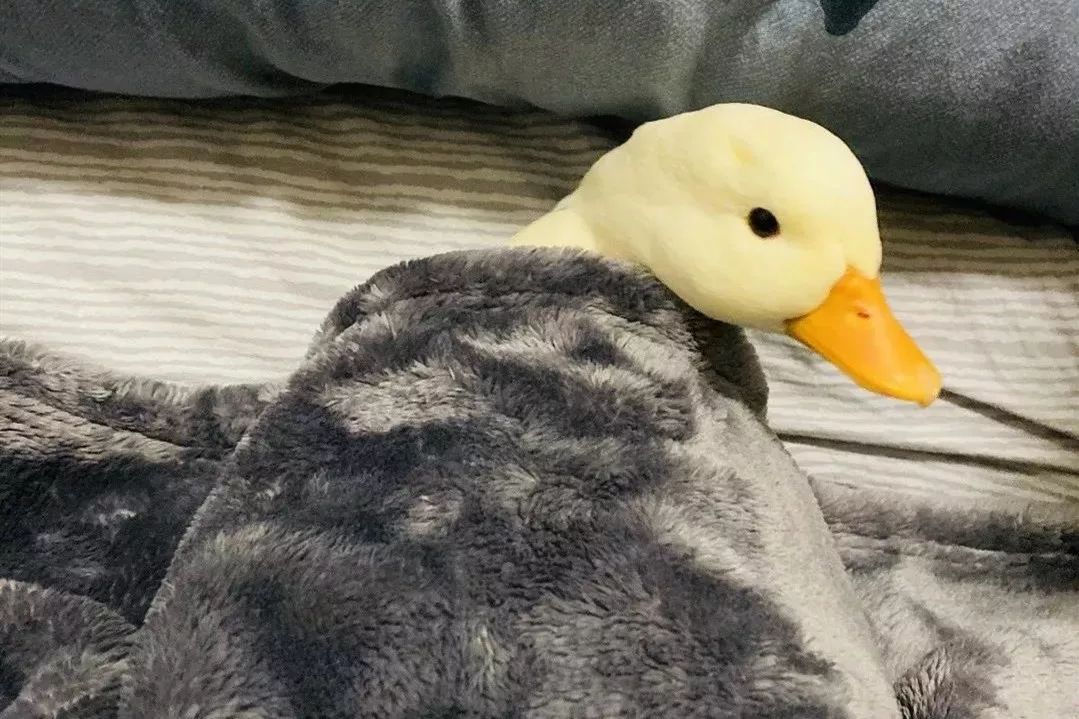 西安ktv鸭子价格(西安终于有鸭鸭了) - 价格百科