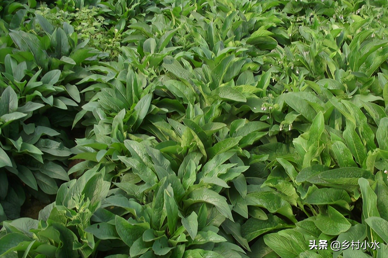畝產(chǎn)30噸，俄羅斯飼料菜號(hào)稱“飼草之王”，種植一次可以收割10年