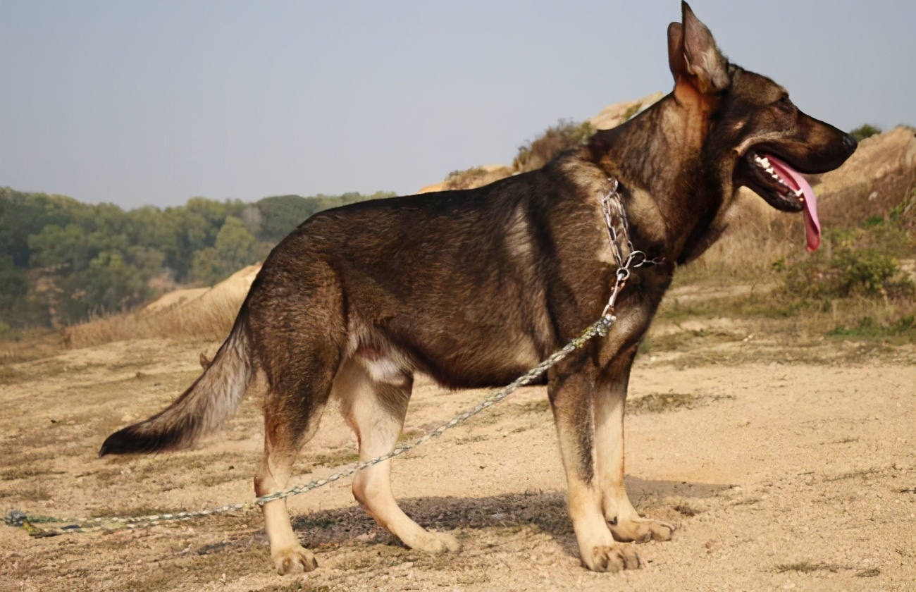这些“中国造”的优秀犬种，你认识几个？