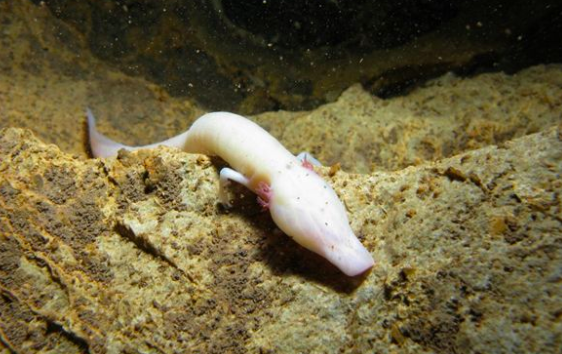 洞螈的生存危机