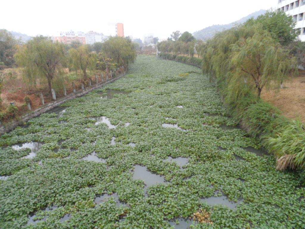 水葫蘆是什么植物,水葫蘆是什么植物類型