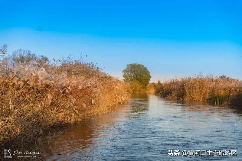 【黄河口生态旅游区】冬日暖阳 静享时光