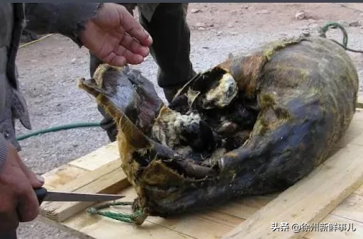 企鹅肉到底什么味,蘸老干妈会更好吃吗?