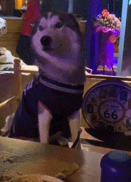 這 6 種聲音，狗狗一聽就害怕 