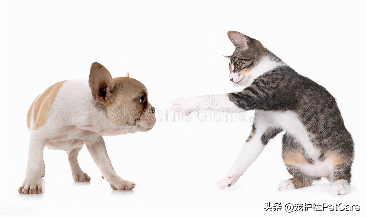 得了猫癣或狗癣，哪些药物最有效？