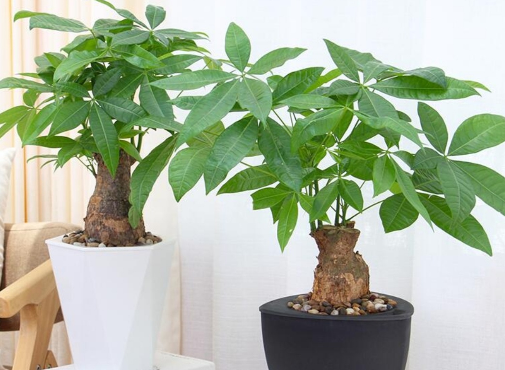 请问发财树怎么养比较好干货