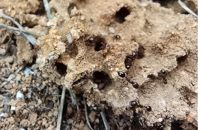 蚂蚁咬伤能致命，他们把50万只红火蚁的巢搬进了实验室