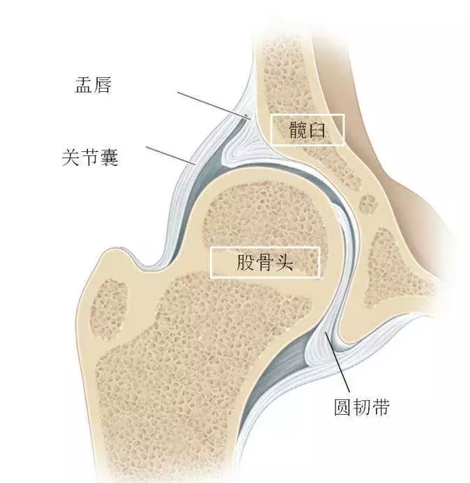 宝宝臀纹不对称妈妈不上心，长大后孩子走路一瘸一拐