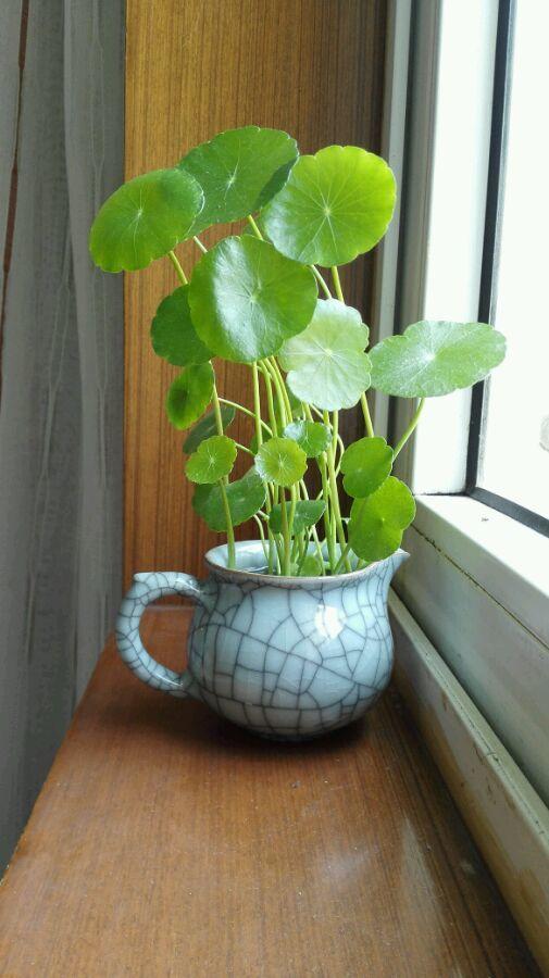 20种“懒人”花草，阳台客厅必备，好养好看，还能净化空气