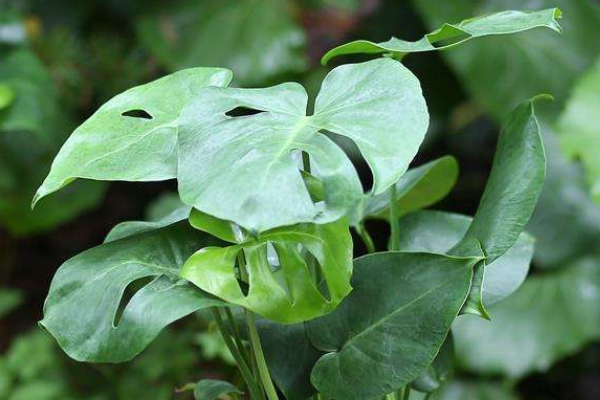 这3种绿植真高端，上档次又大气，摆在客厅谁看都喜欢