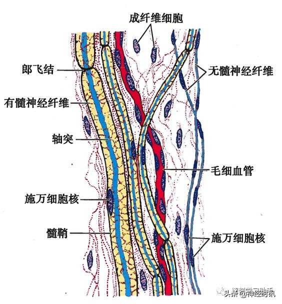 神经元的结构简图（人体神经的基本组成结构）