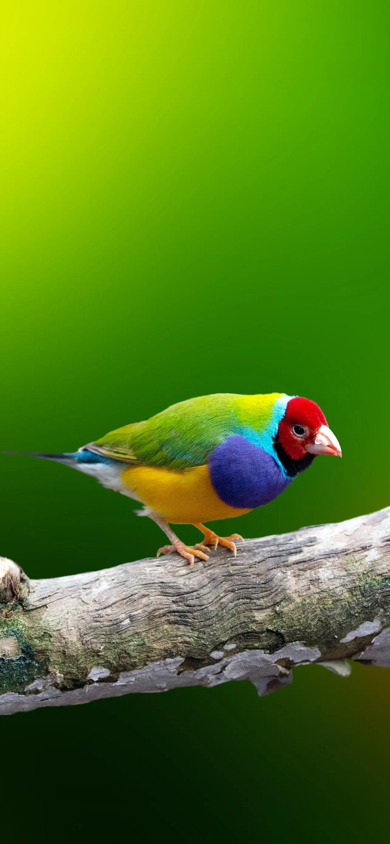 1284_2778竖版 竖屏