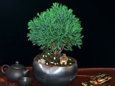 夏季盆栽雾松怎么养详细介绍专业回答