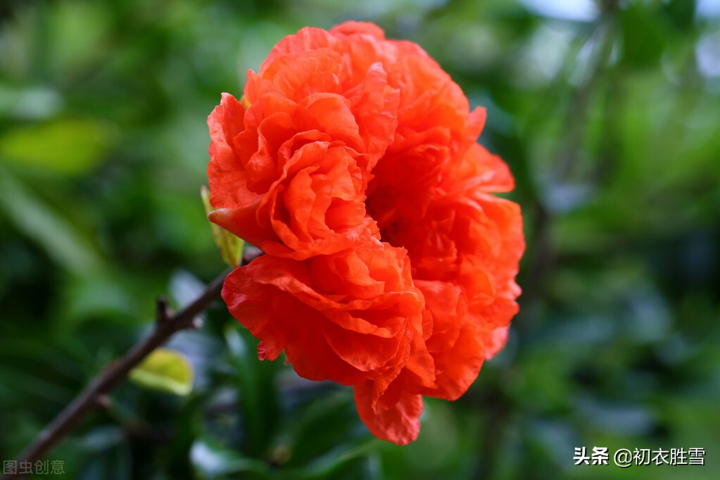 生如夏花，立夏赏读六首石榴花诗，炎炎日正午，灼灼火俱燃