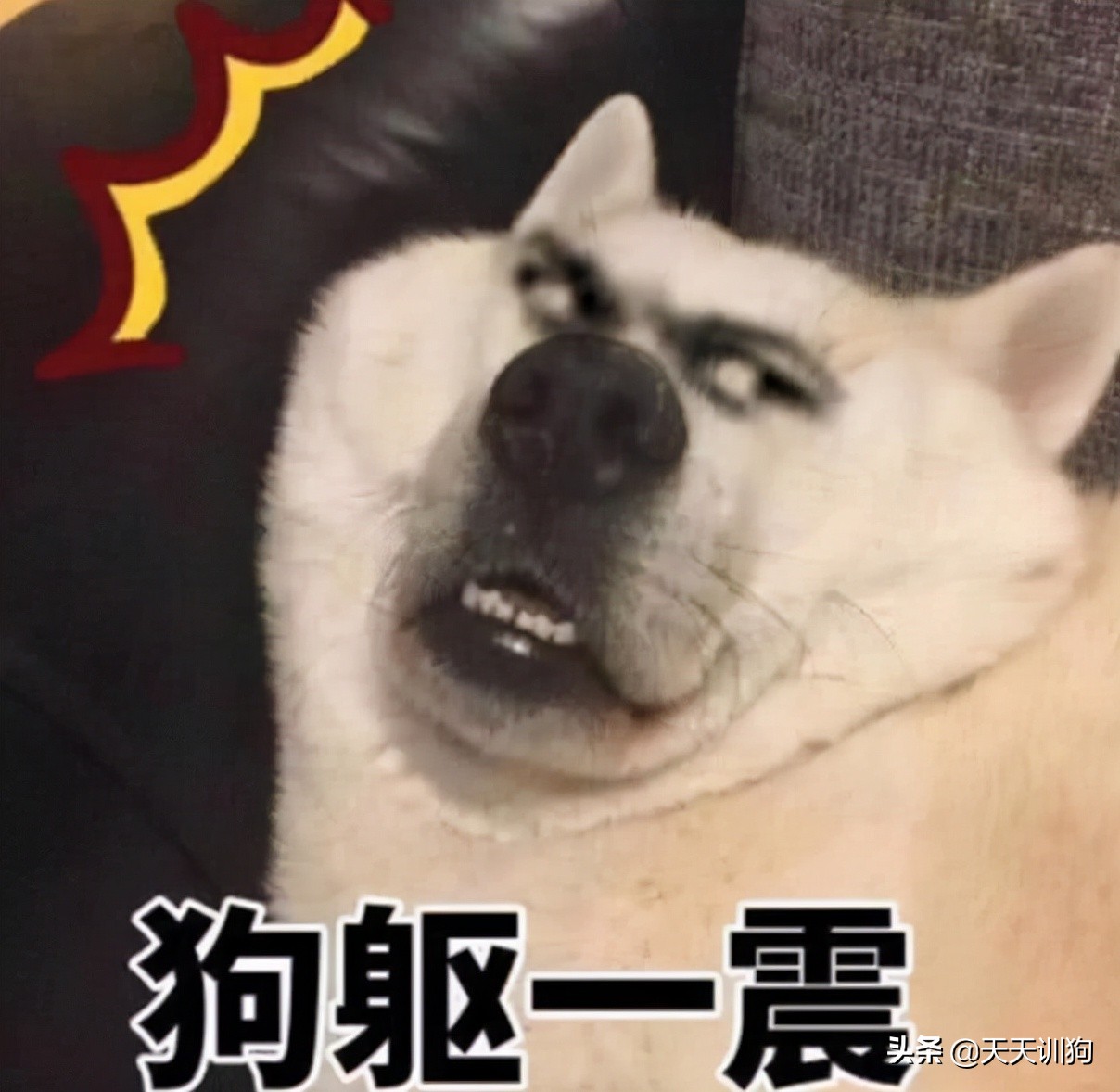 狗狗坐了副驾驶，主人就得重返驾校？