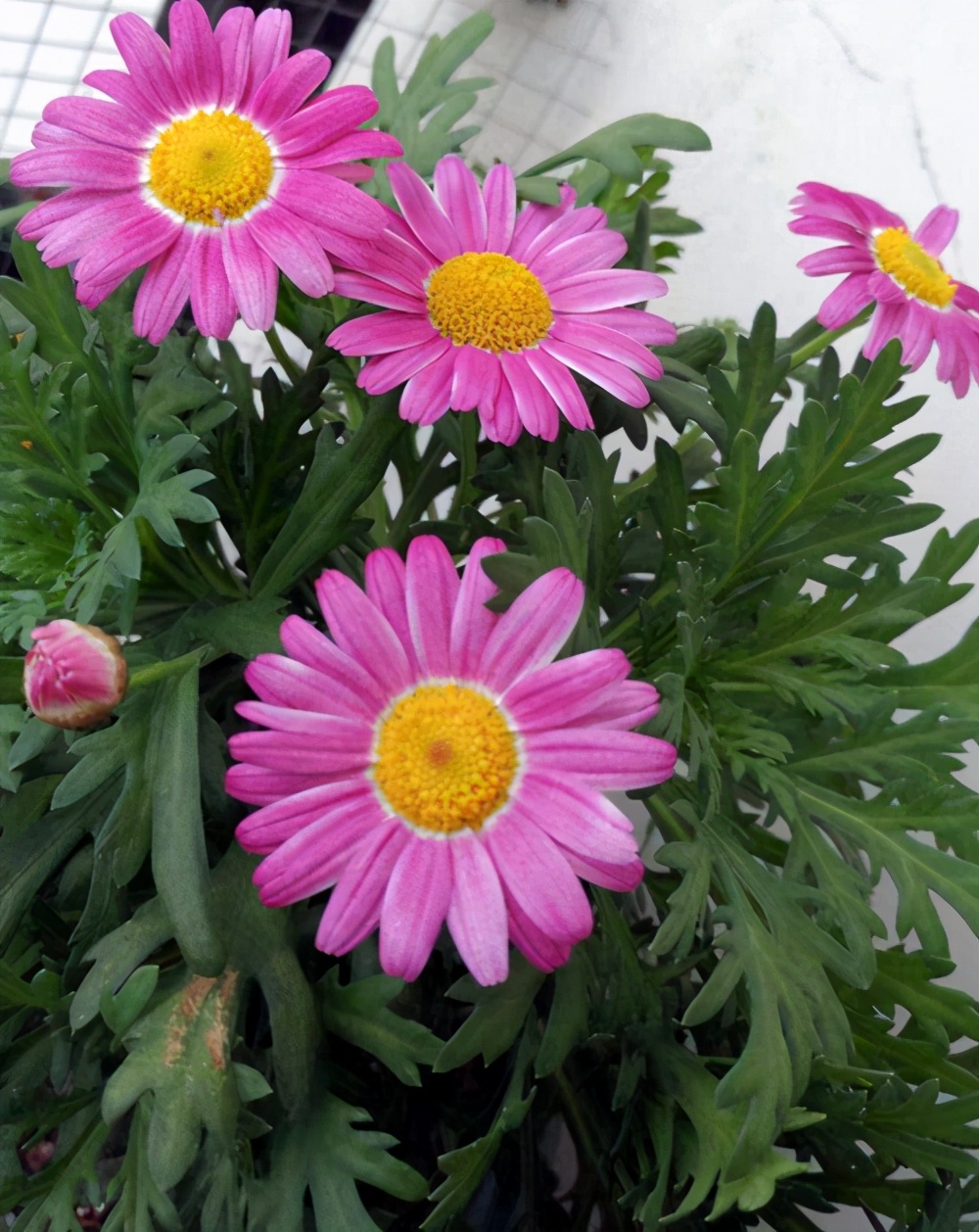 广东玛格丽特菊花怎么养经验分享精心整理