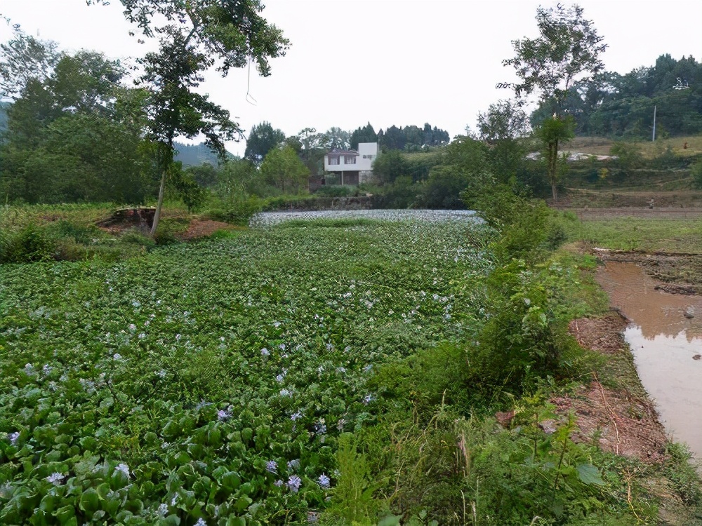 水葫蘆是什么植物,水葫蘆是什么植物類型
