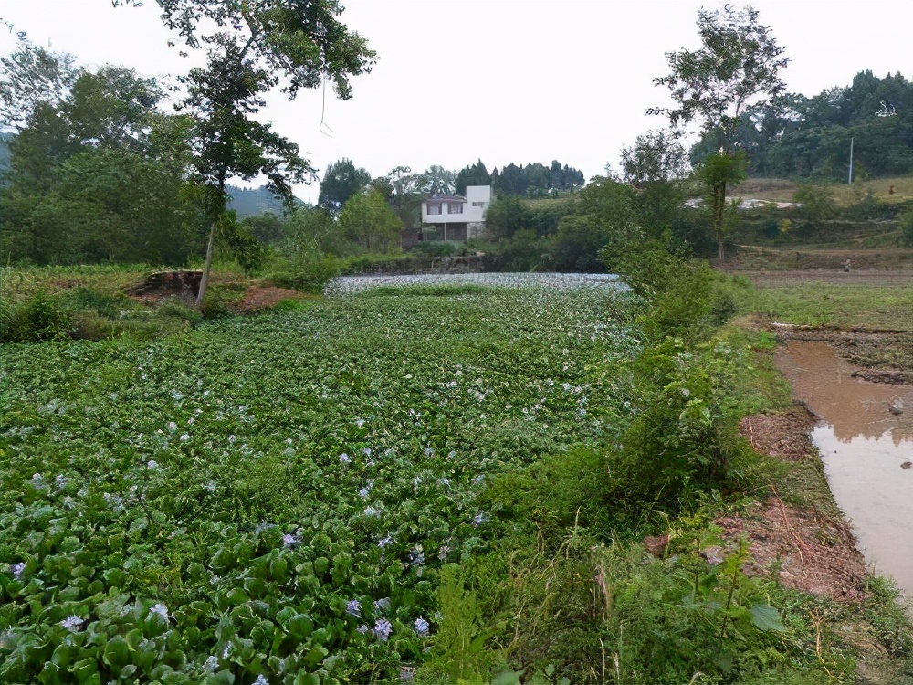 水葫芦是什么植物,水葫芦是什么植物类型