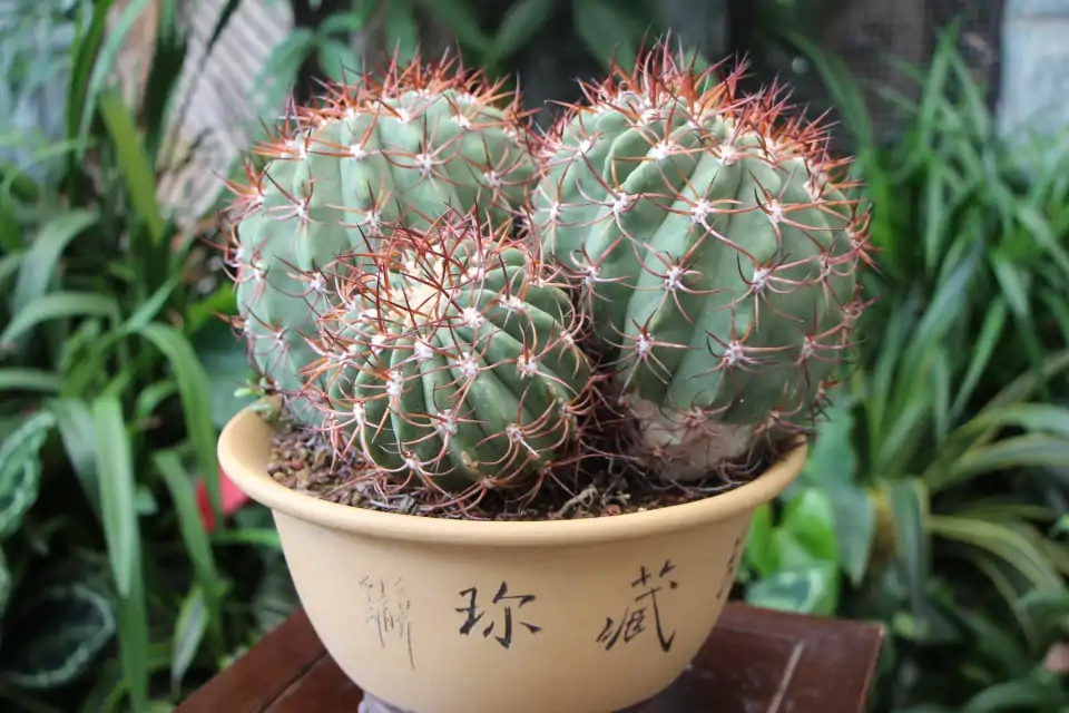 20种“懒人”花草，阳台客厅必备，好养好看，还能净化空气