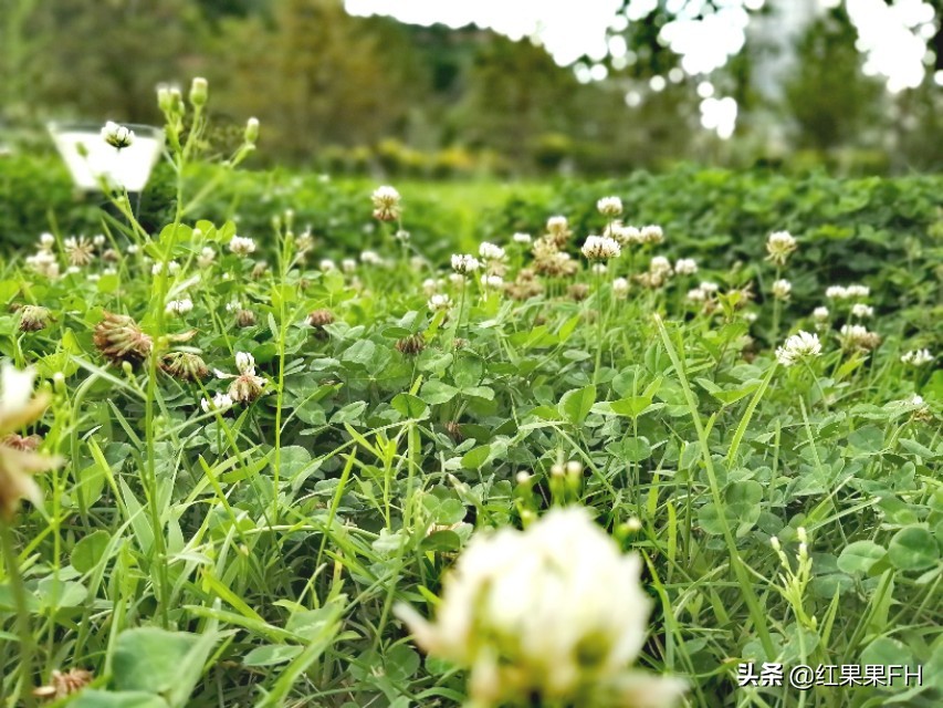 车轴草的功效与作用（医药价值和肥田重要价值）