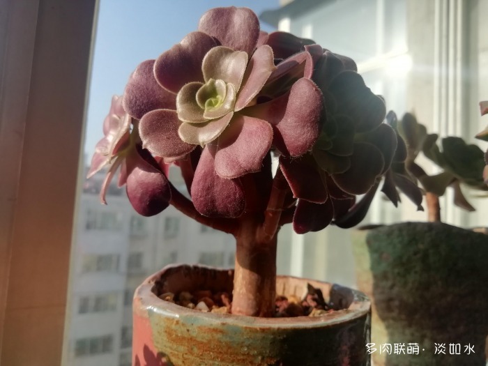 不离不弃的黑王子,和其它多肉