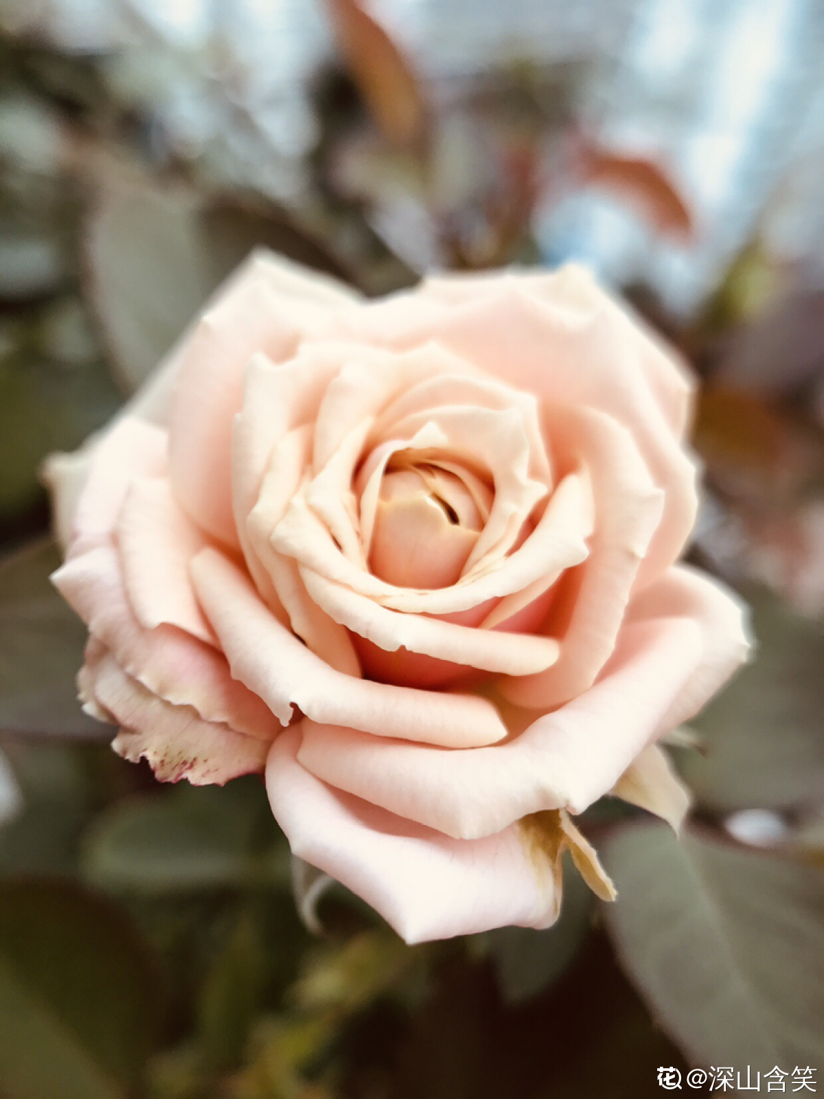 10种常见月季花图鉴，不要再问别人了，自己收藏慢慢看