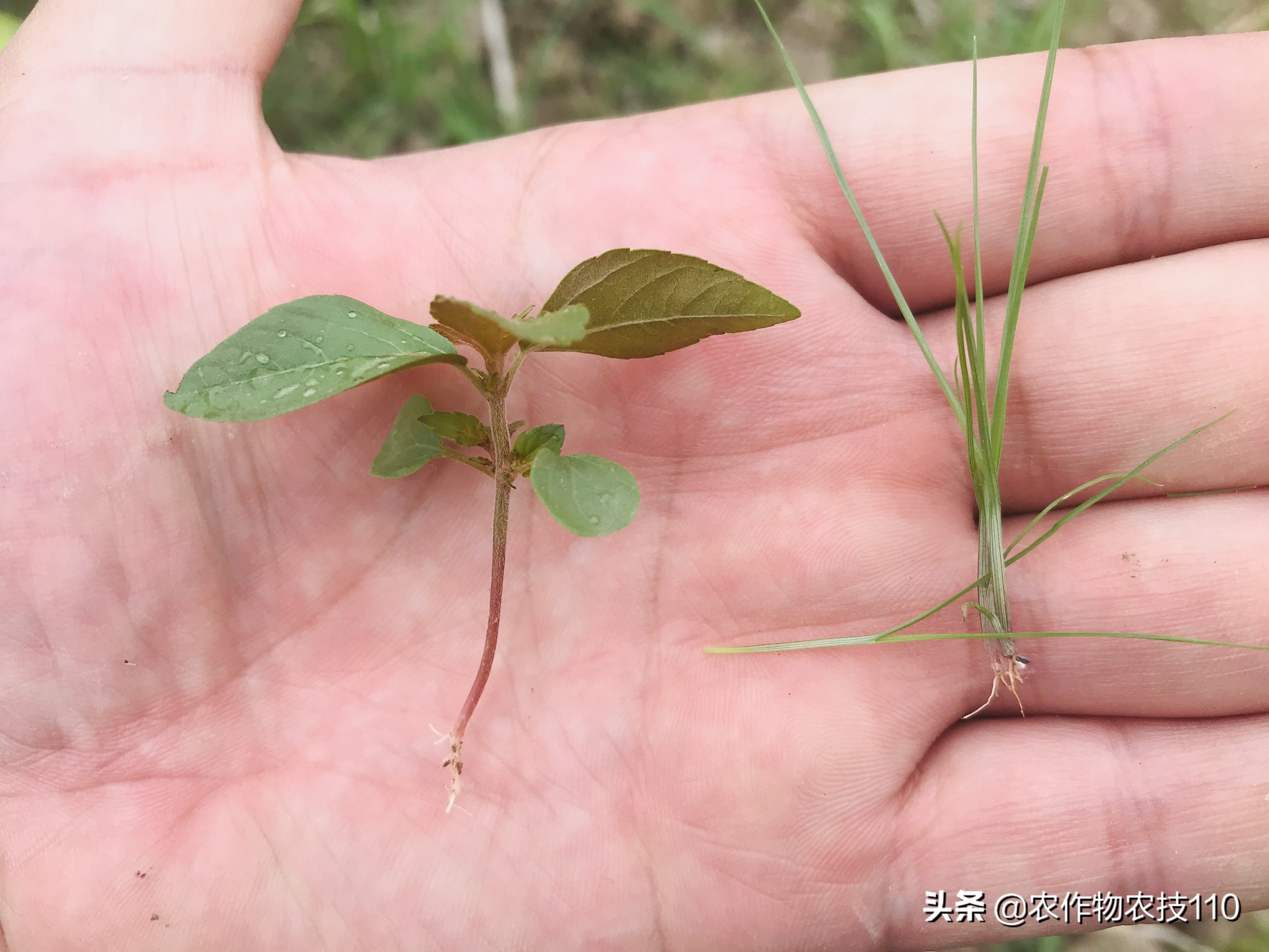 夏至后，抢抓降雨间隙做好水稻除草，如何施药才能高效？