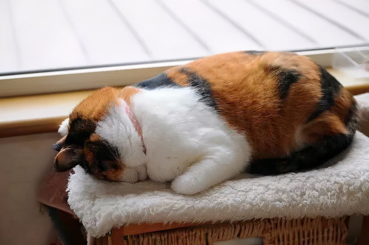 猫咪体内外驱虫（解锁猫狗驱虫的正确姿势）
