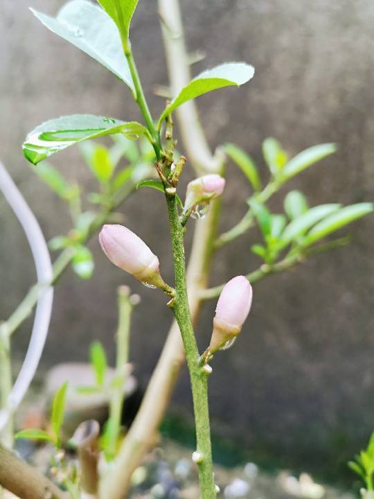 在家种棵柠檬树，轻松易活，味道清香，还能想吃就吃