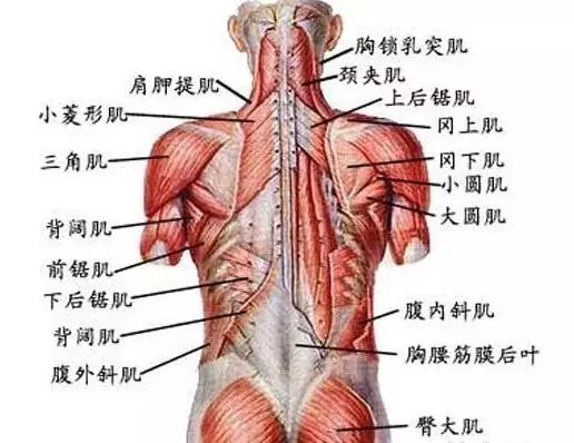 用偉岸的背肌扛起你作為男人應有的擔當