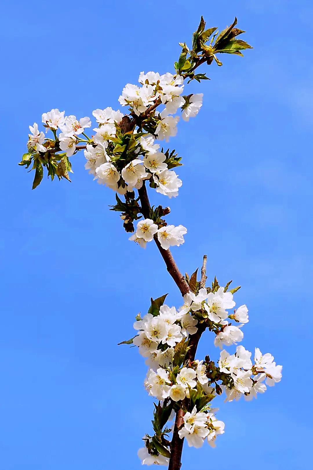 樱桃花和樱花的区别是什么（樱花和樱桃花的不同点）