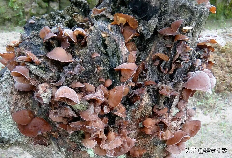 木耳泡发多久合适，泡发多长时间不能吃？附：选购木耳的技巧方法 第1张