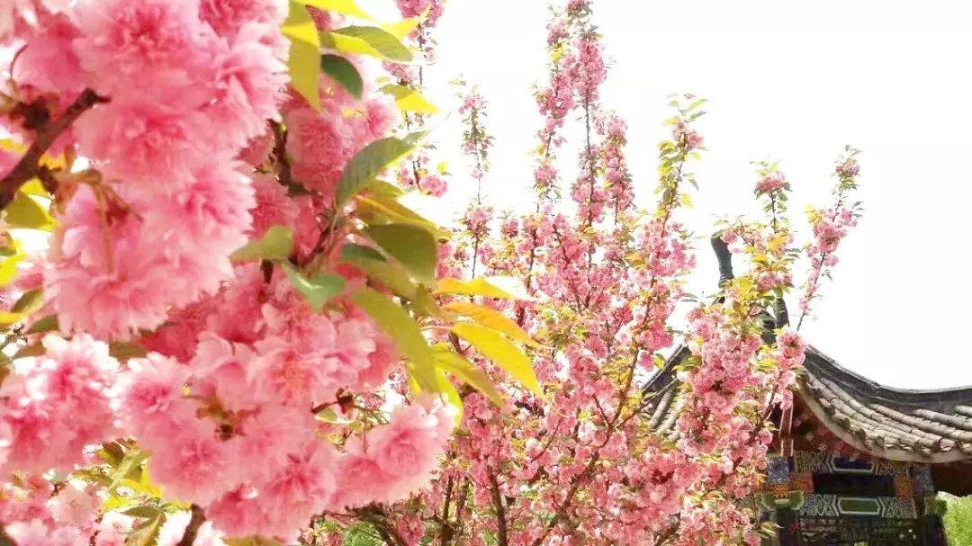 纵使时光流逝 我已不在你的身旁 我的母校市三中